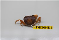 藏品(毛足圓盤蟹)的圖片